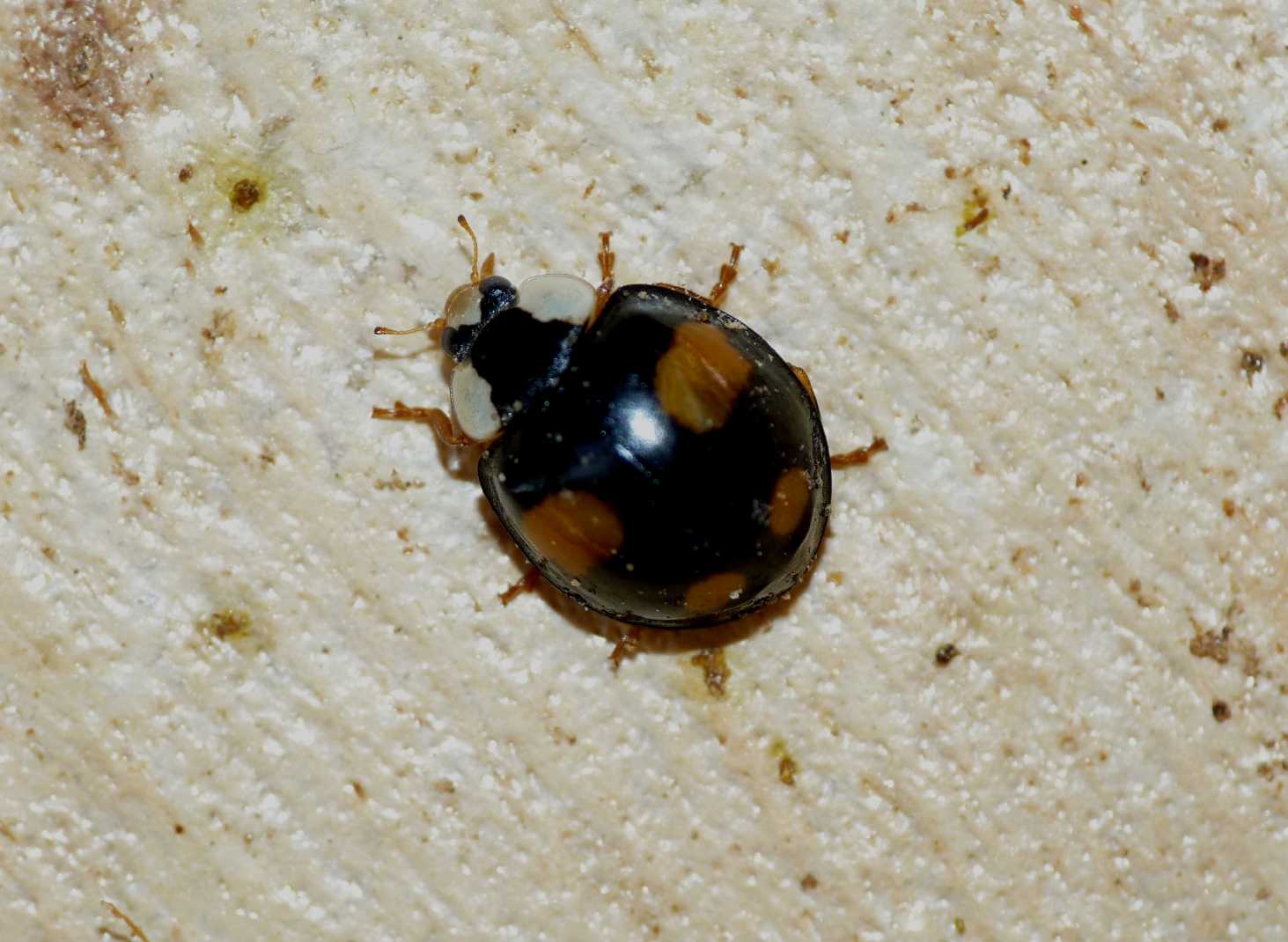 Coccinelle: Harmonia axyridis varie colorazioni (le pi grandi).